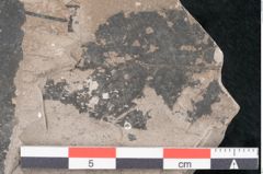 Foto (Detailansicht) von Pinus sp. (NHMW-GEO-2024-0188-8061b)